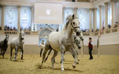 La Alta Escuela lipizana: el Imperio del caballo español